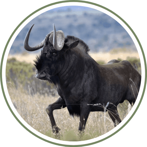 Black Wildebeest
