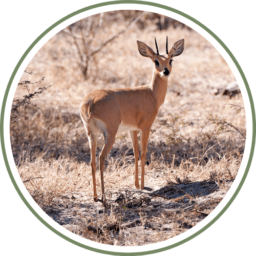 Steenbok
