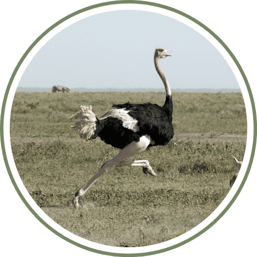 Ostrich