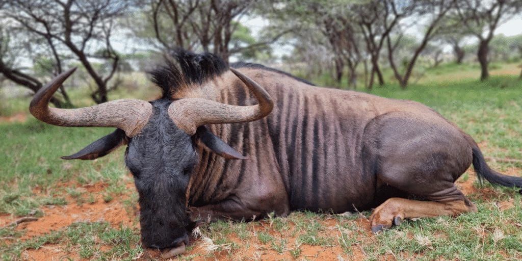 Infinite Safaris Africa - Hunting and Accommodation - Professional Hunting - Wildlife -Become part of our great safari heritage - Wildebeest Hunting - Ethical Hunting Conservation Africa