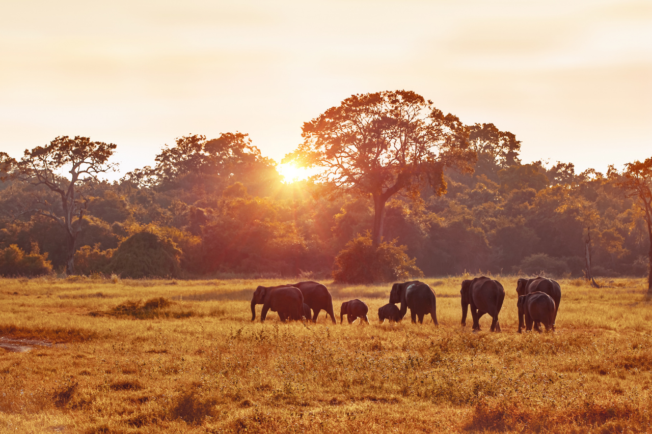Elephants gathering at a waterhole during Africa’s dry season at sunset, symbolizing the best time for safari.