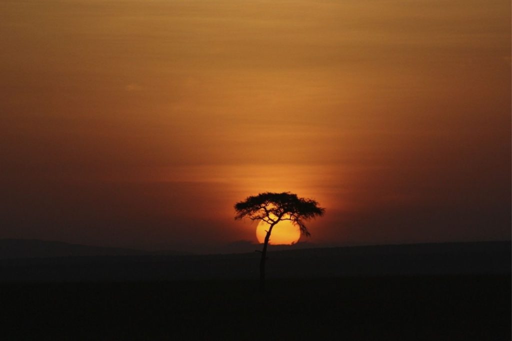 Ethical Safari Guide 2026